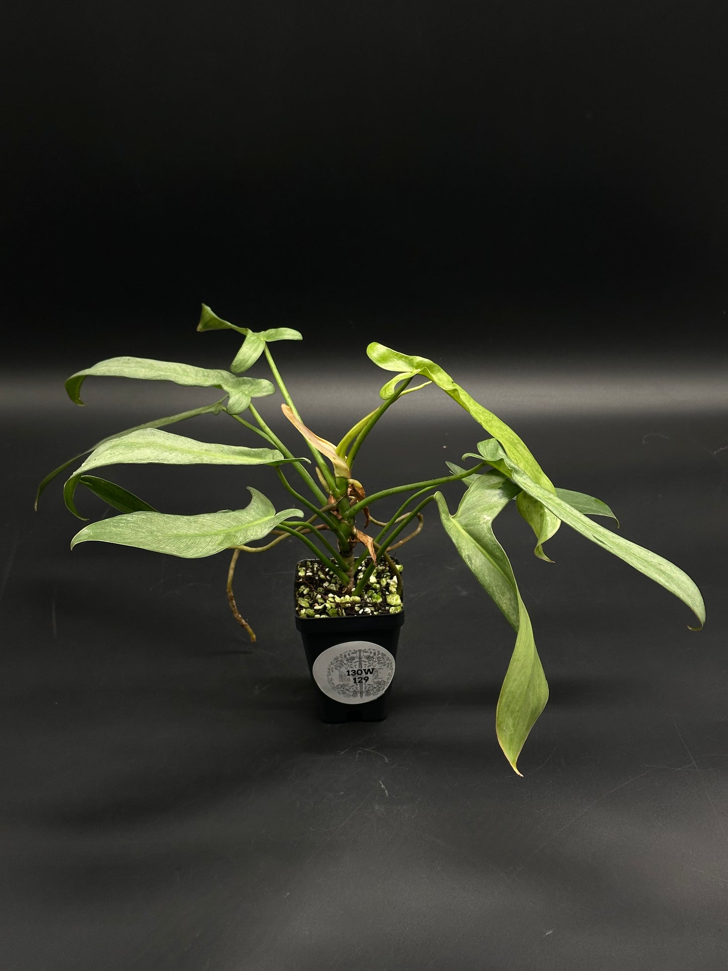 Philodendron longilobatum 'Mint' (130W129) in a black pot, featuring long, narrow, sword-like leaves with subtle mint variegation on thin stems.