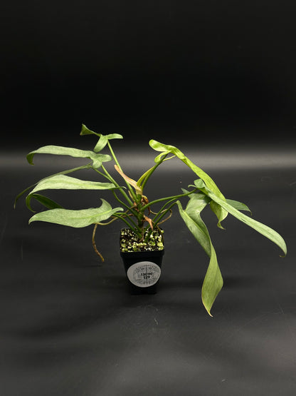 Philodendron longilobatum 'Mint' (130W129) in a black pot, featuring long, narrow, sword-like leaves with subtle mint variegation on thin stems.
