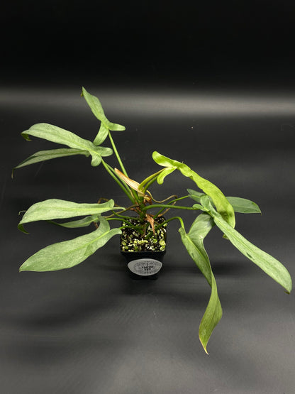 Philodendron longilobatum 'Mint' (130W129) in a black pot, featuring long, narrow leaves with mint variegation, ideal for exotic houseplant enthusiasts.
