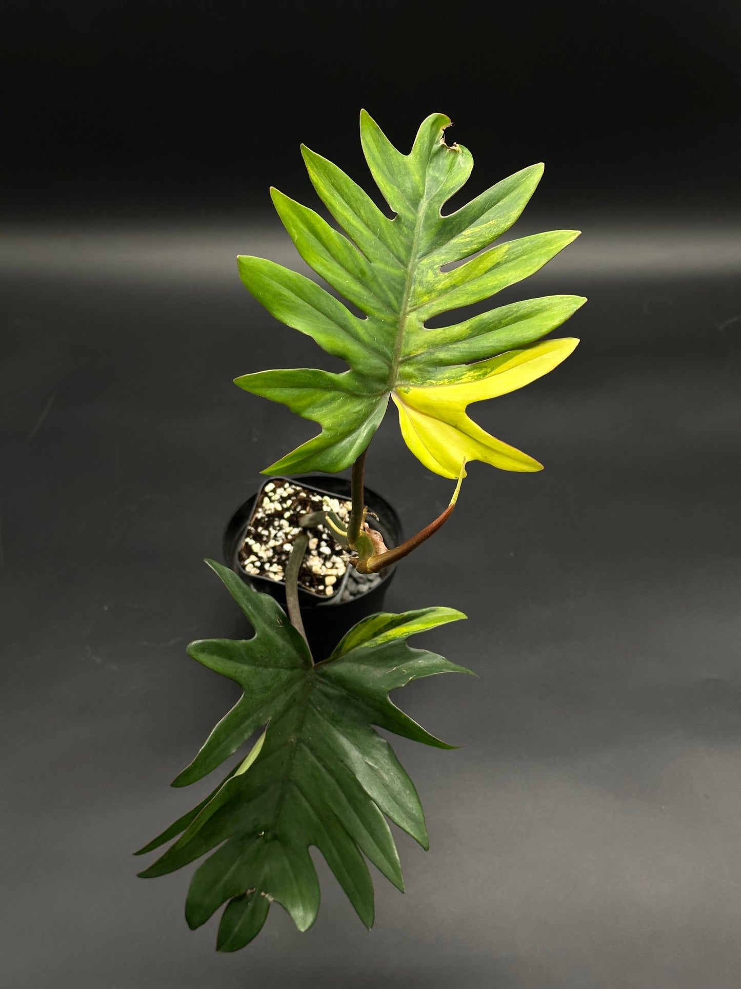 Philodendron mayoi with lacy, deeply pinnatifid leaves in a pot, showcasing a yellowing leaf segment, ideal for rare plant collectors.