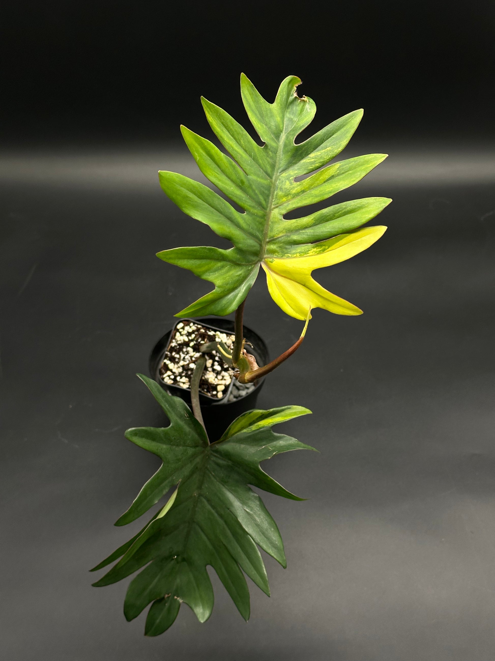 Philodendron mayoi with lacy, deeply pinnatifid leaves in a pot, showcasing a yellowing leaf segment, ideal for rare plant collectors.