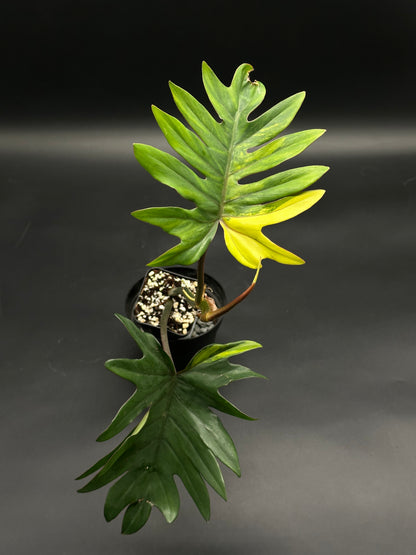 Philodendron mayoi with lacy, deeply pinnatifid leaves in a pot, showcasing a yellowing leaf segment, ideal for rare plant collectors.