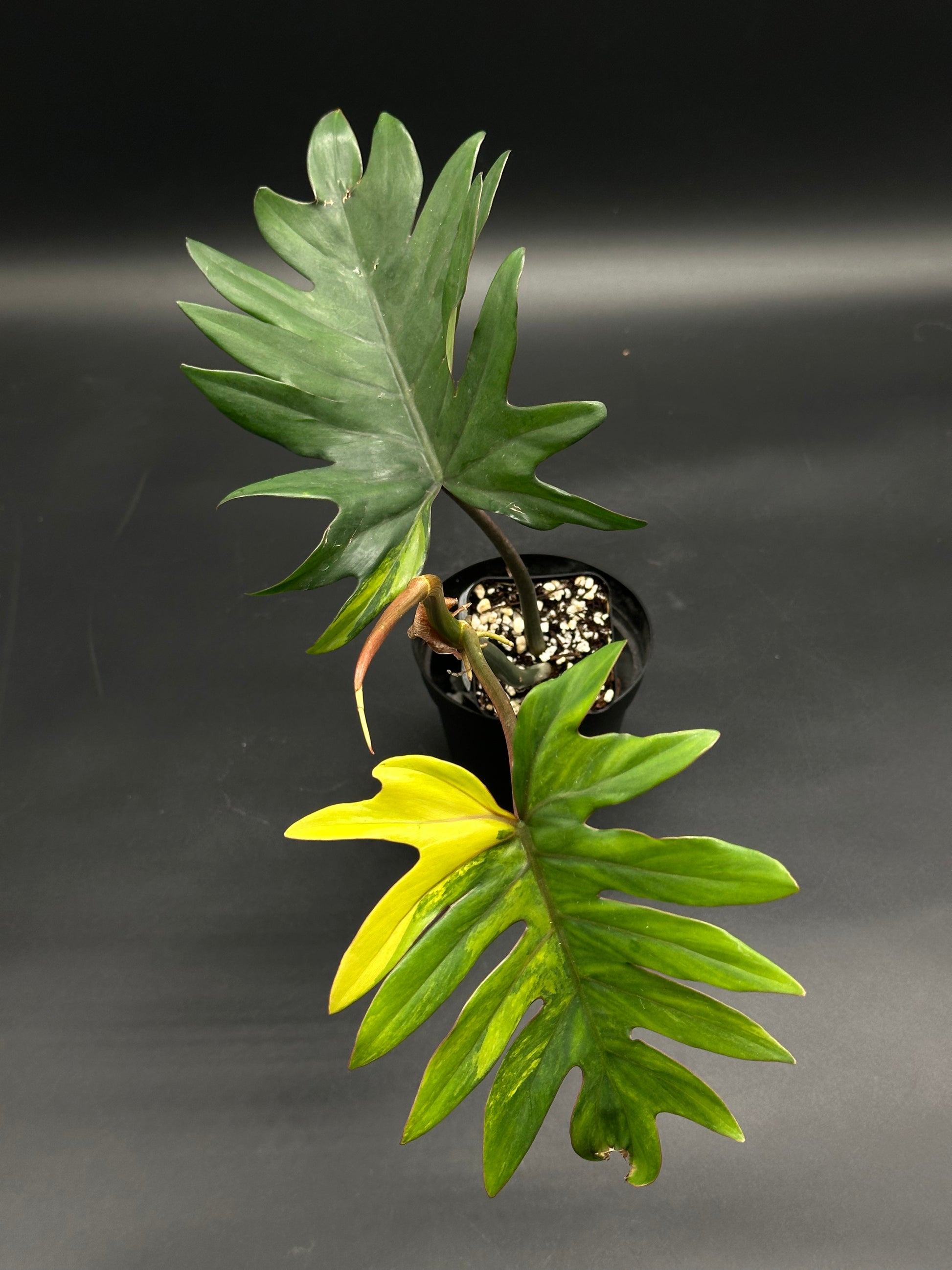 Philodendron mayoi in black pot, viewed from above, with deeply lobed leaves; one healthy dark green, another yellowing, possibly due to senescence or care factors.
