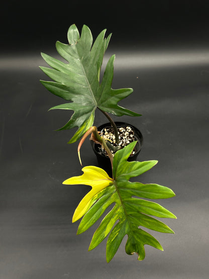 Philodendron mayoi in black pot, viewed from above, with deeply lobed leaves; one healthy dark green, another yellowing, possibly due to senescence or care factors.