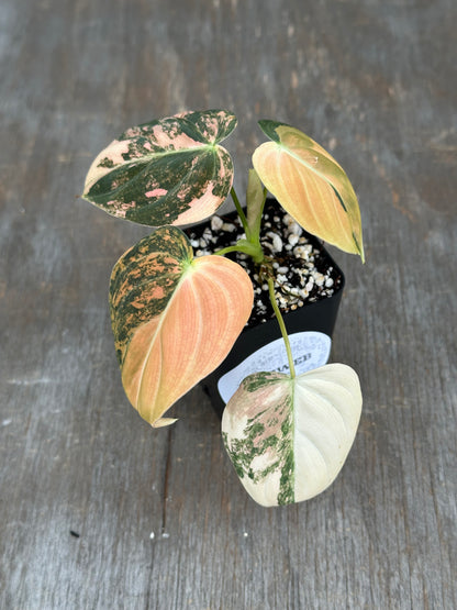 Philodendron Melanochrysum Orange Variegated 727WEB073