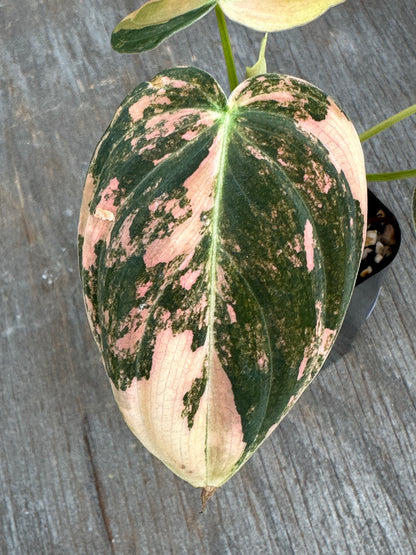 Philodendron Melanochrysum Orange Variegated 727WEB073