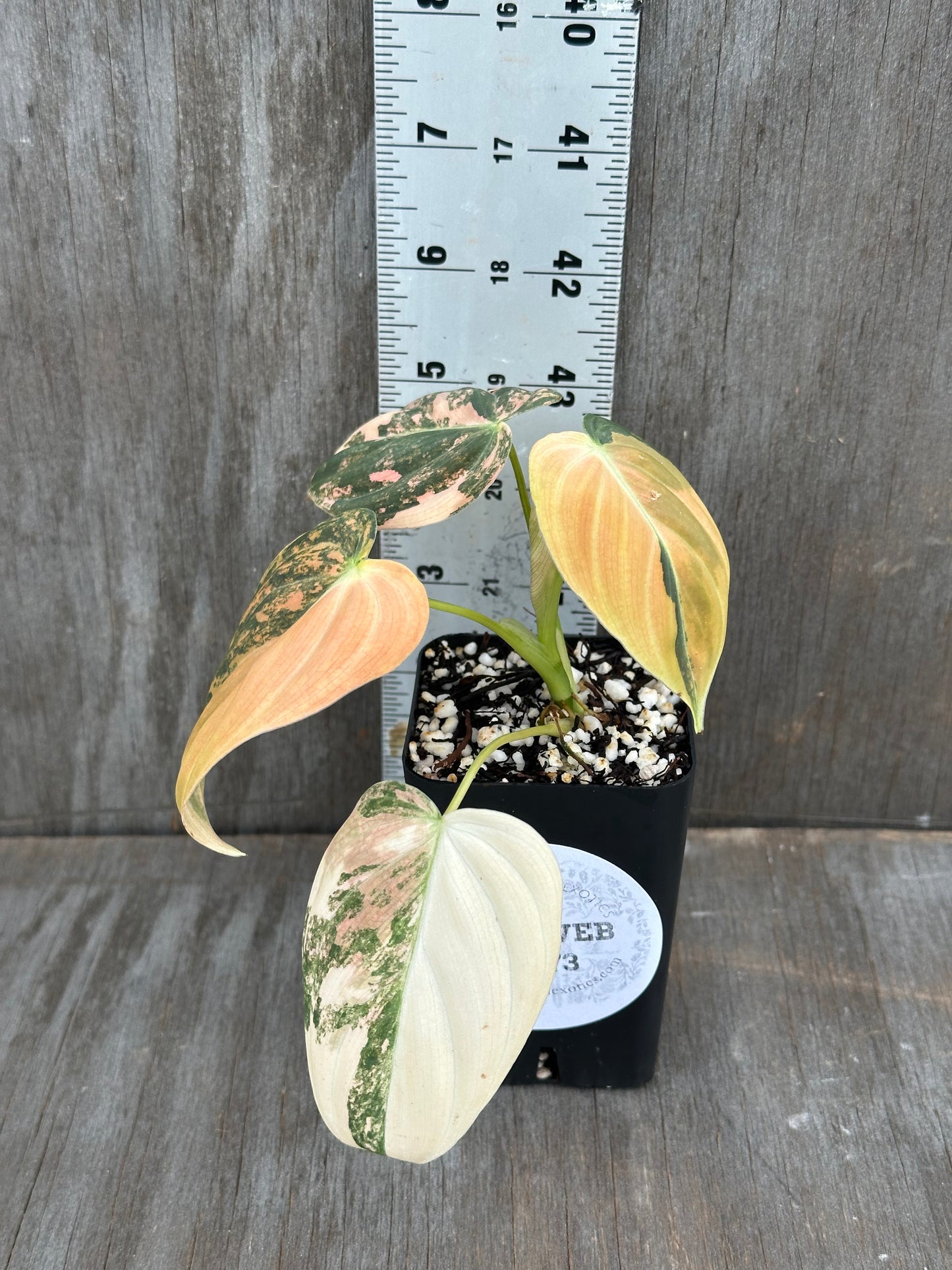 Philodendron Melanochrysum Orange Variegated 727WEB073