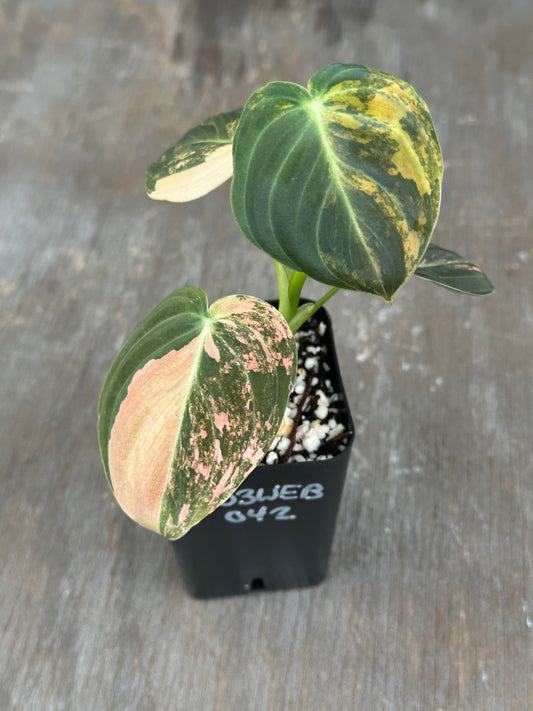 Philodendron Melanochrysum Orange Variegated 803WEB042