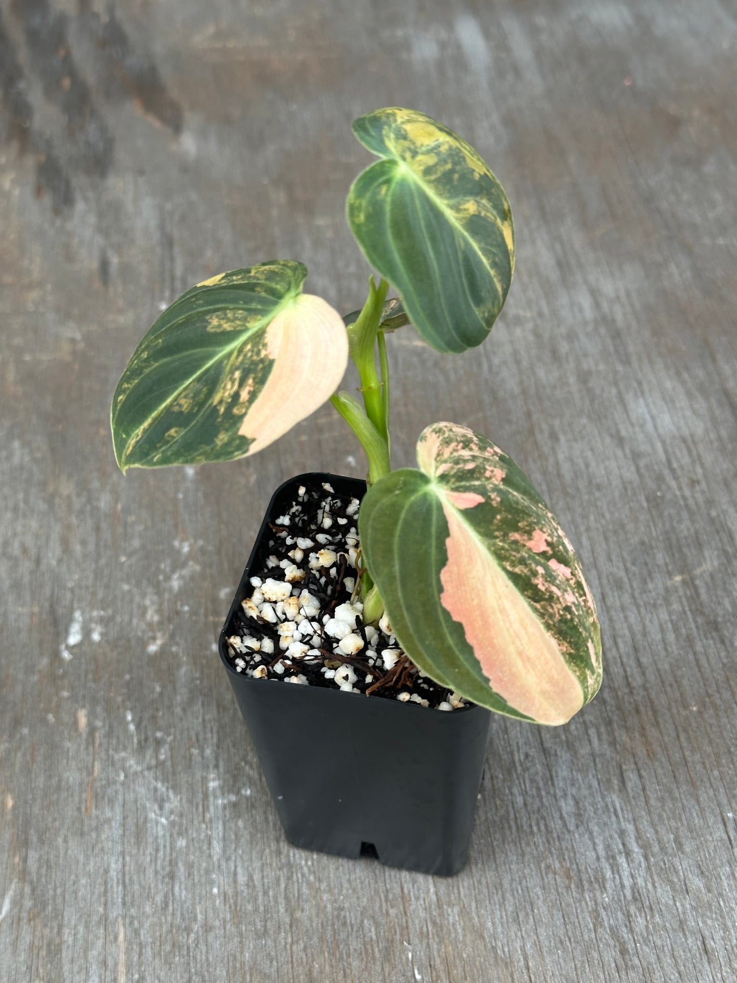 Philodendron Melanochrysum Orange Variegated 803WEB042