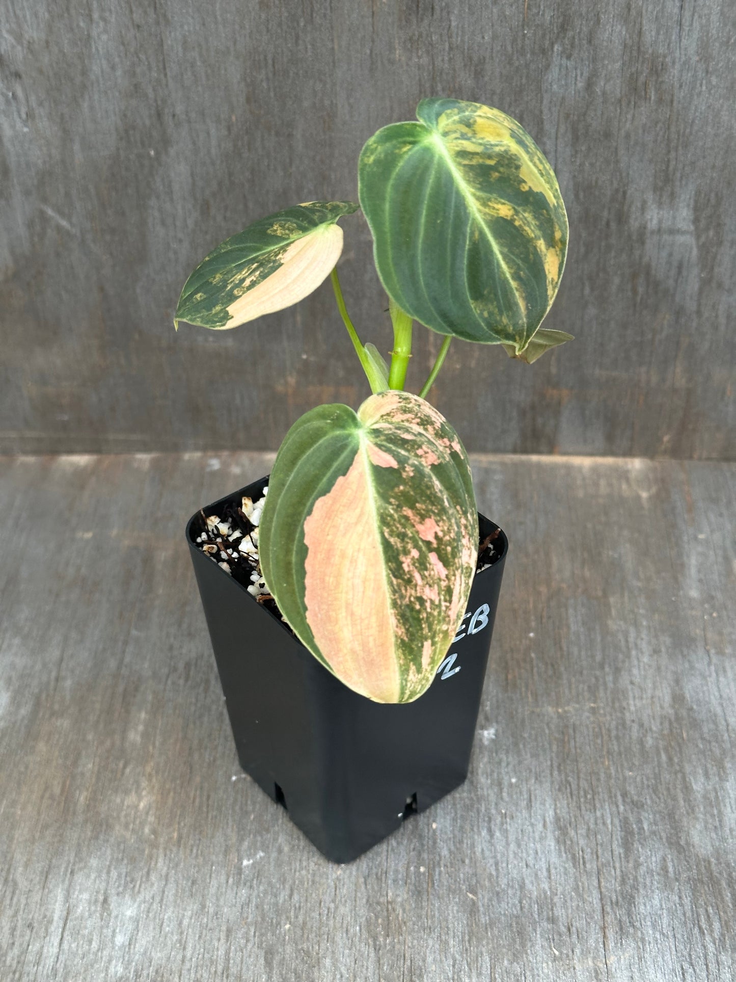 Philodendron Melanochrysum Orange Variegated 803WEB042