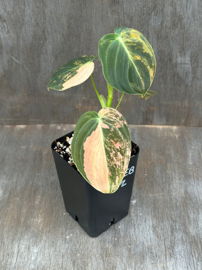 Philodendron Melanochrysum Orange Variegated 803WEB042