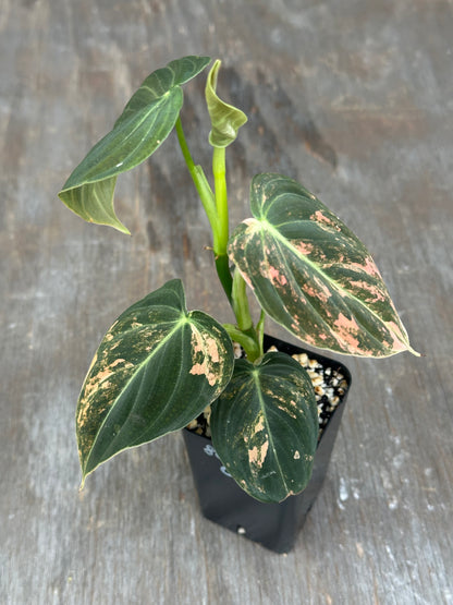 Philodendron Melanochrysum Orange Variegated 803WEB043