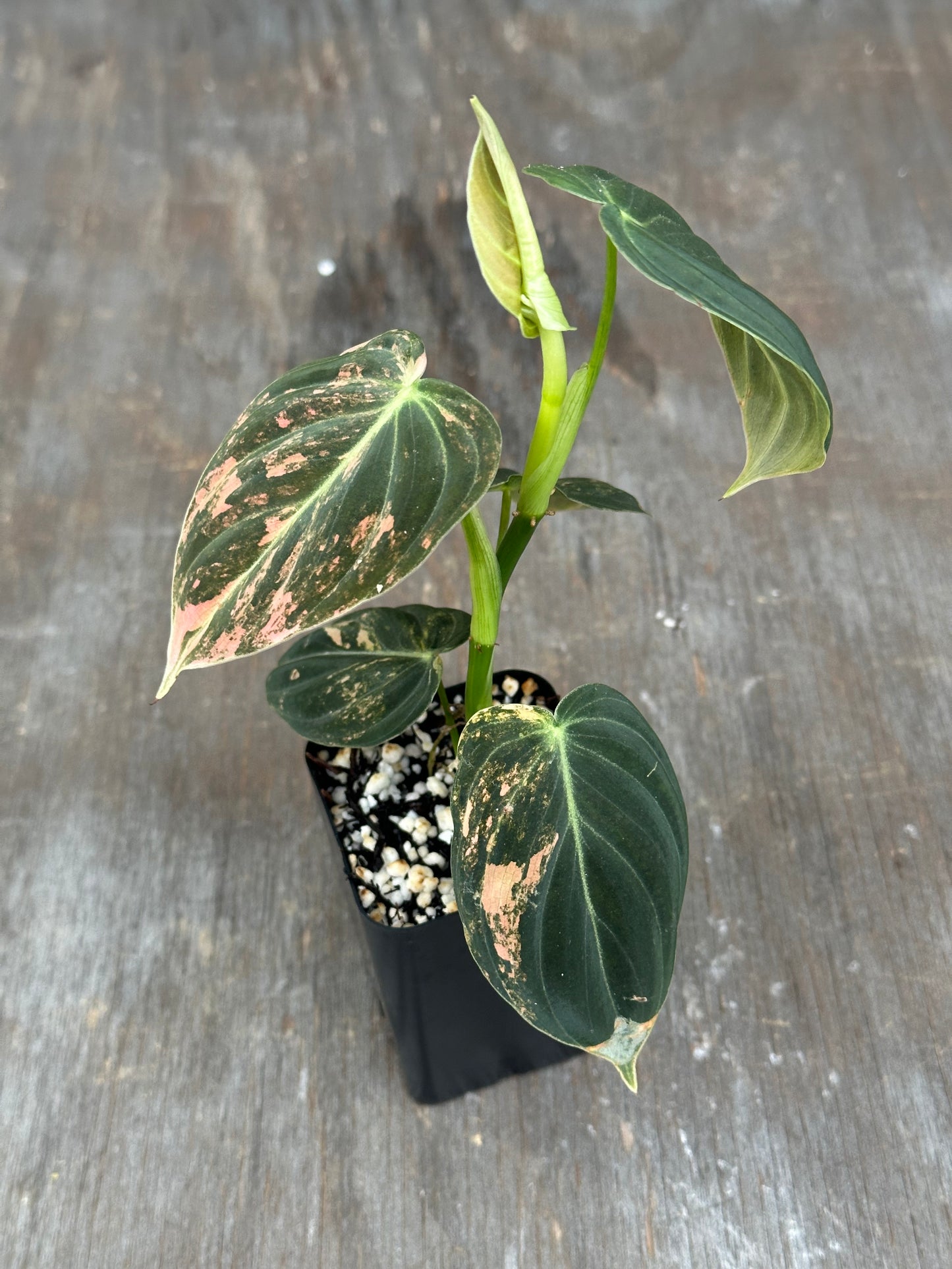 Philodendron Melanochrysum Orange Variegated 803WEB043