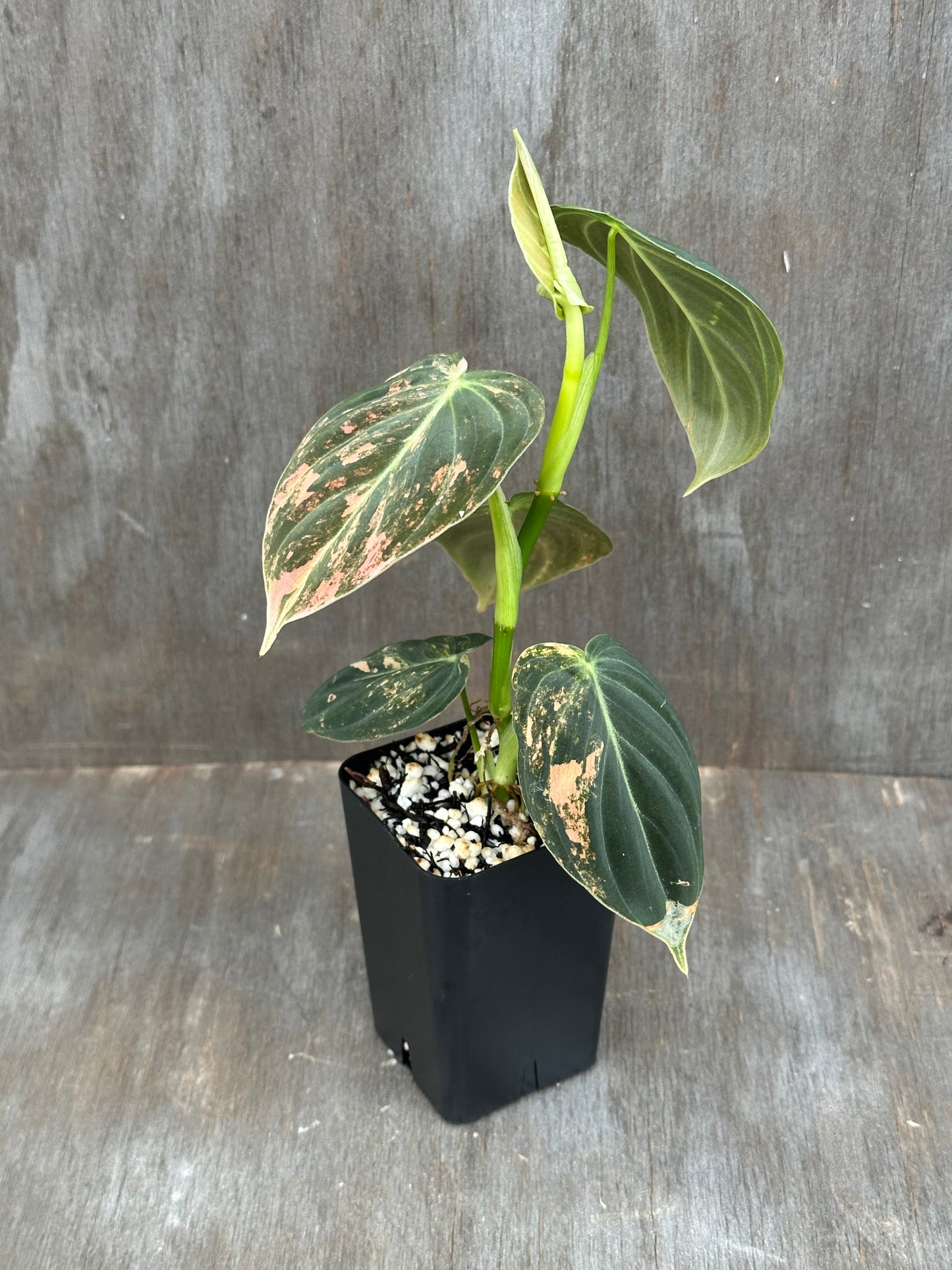 Philodendron Melanochrysum Orange Variegated 803WEB043