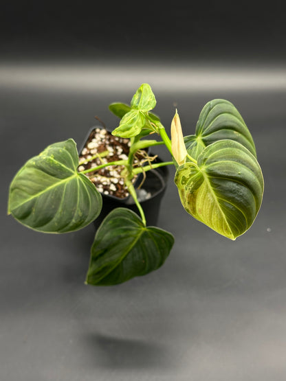 Philodendron Melanochrysum Variegated in a 2.25-inch black nursery pot, featuring velvety, heart-shaped leaves with a new shoot emerging from chunky soil.
