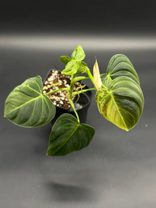 Philodendron Melanochrysum Variegated in a 2.25-inch black nursery pot, featuring velvety, heart-shaped leaves with a new shoot emerging from chunky soil.