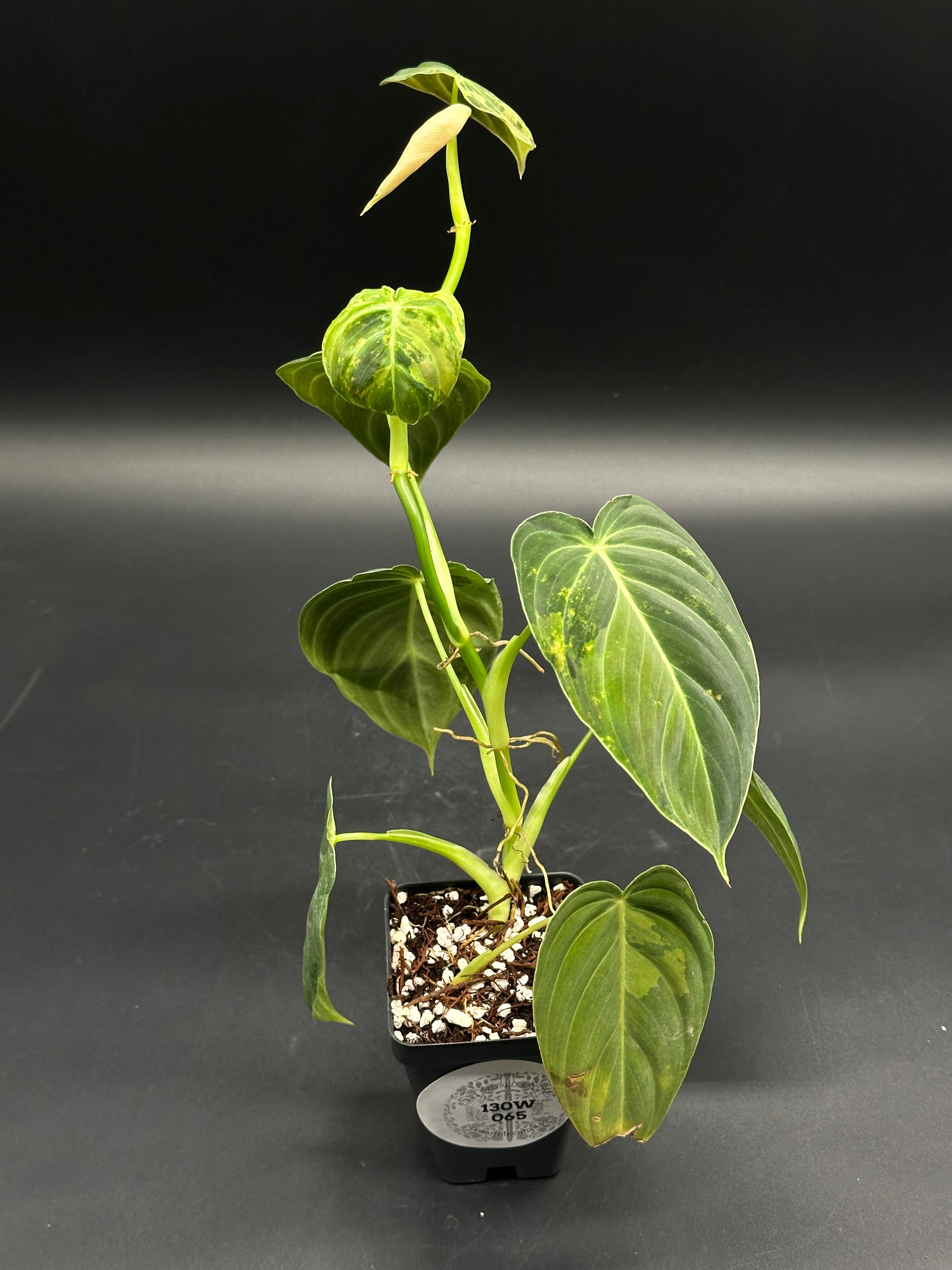 Philodendron Melanochrysum Variegated in a 2.25-inch black nursery pot, showcasing velvety, heart-shaped leaves. Perfect for exotic houseplant enthusiasts.
