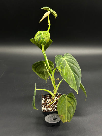 Philodendron Melanochrysum Variegated in a 2.25-inch black nursery pot, showcasing velvety, heart-shaped leaves. Perfect for exotic houseplant enthusiasts.