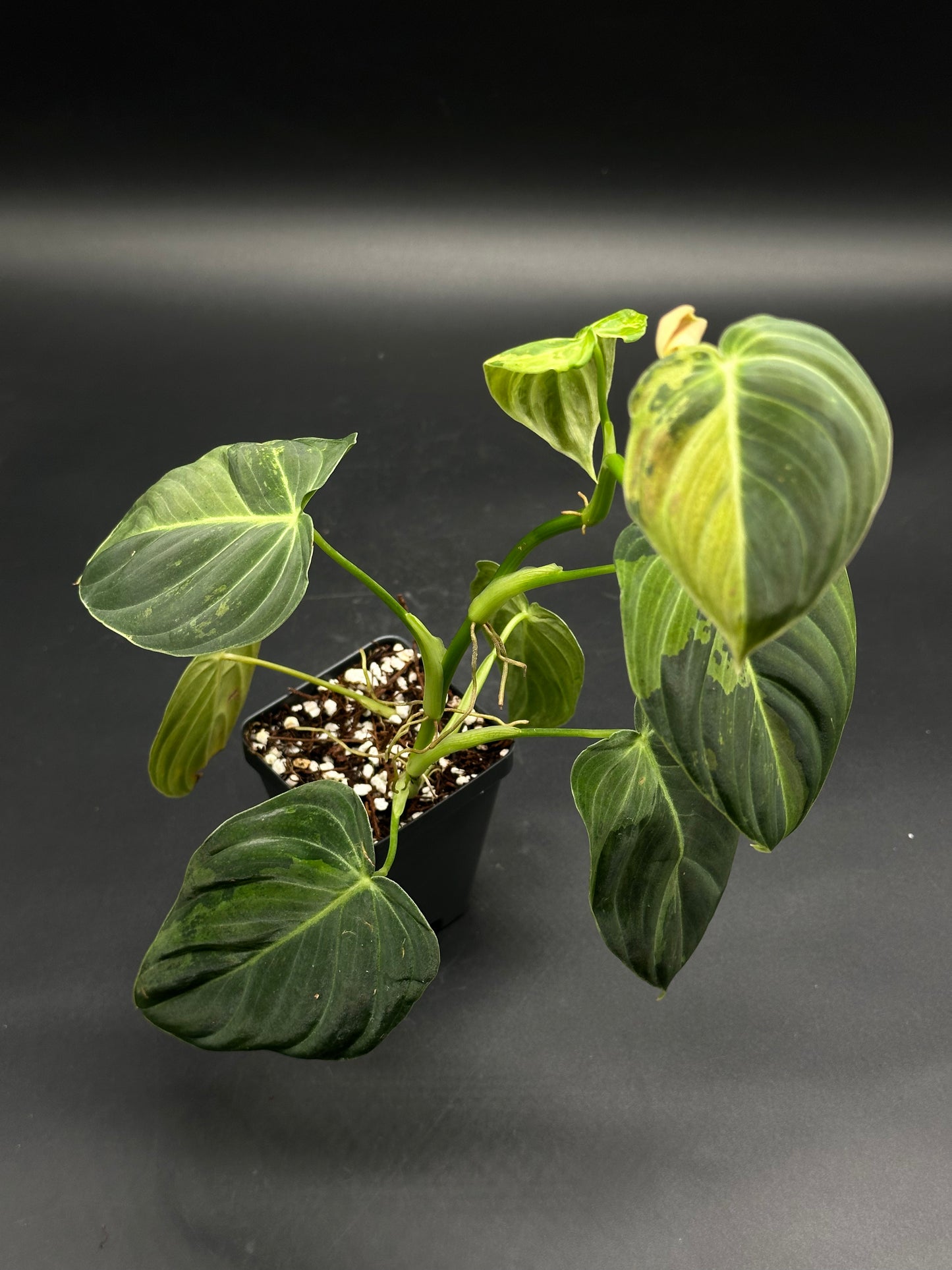 Philodendron Melanochrysum Variegated, young plant with heart-shaped, velvety leaves in a 2.25-inch black nursery pot, ideal for exotic houseplant enthusiasts.