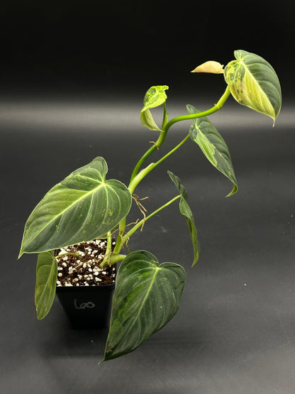 Philodendron Melanochrysum Variegated, small potted plant with vining habit, glossy heart-shaped leaves, in a black 2.25-inch nursery pot with bark-perlite mix.