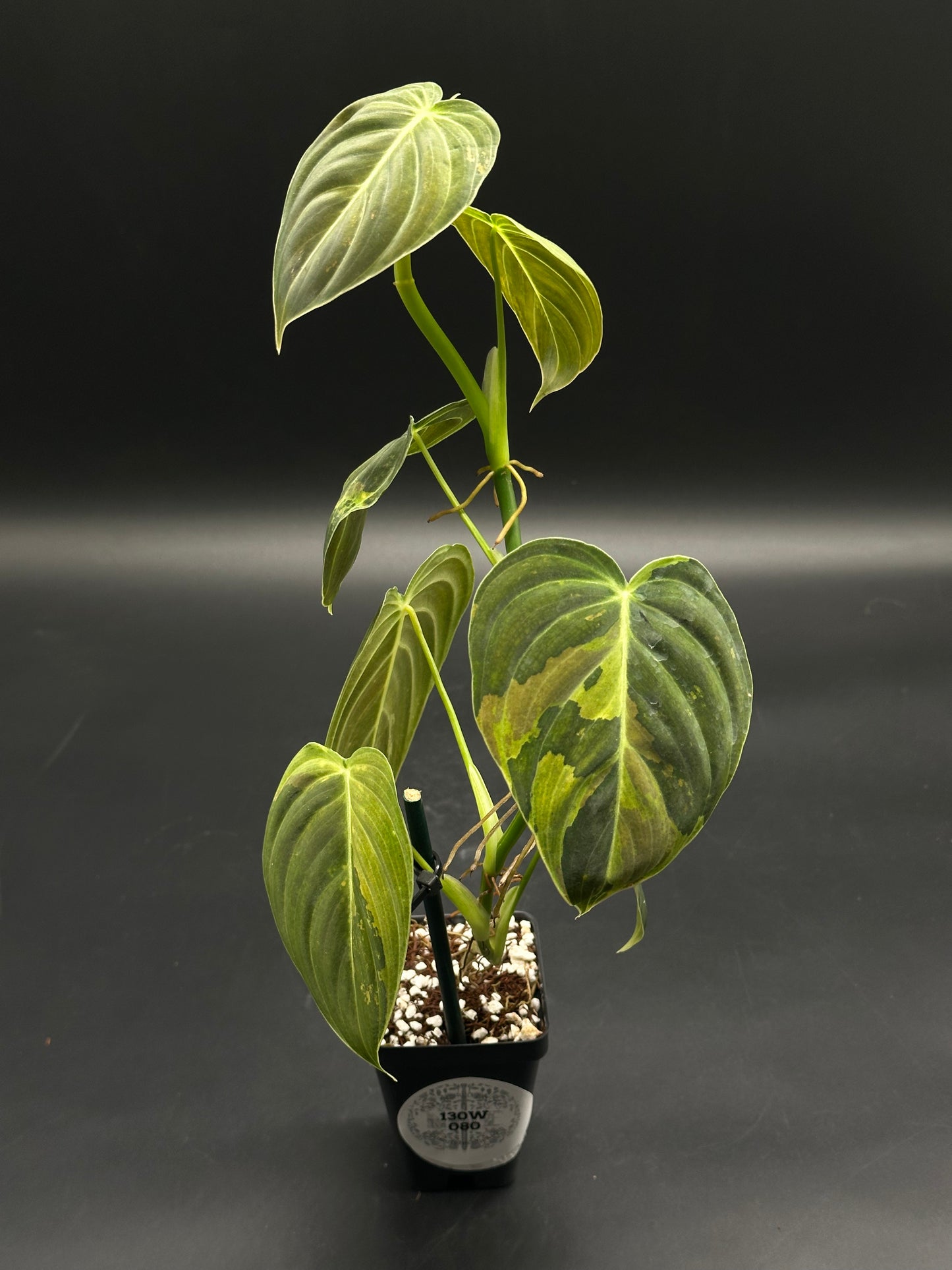 Philodendron Melanochrysum Variegated in a 2.25-inch black pot, featuring heart-shaped, velvety leaves with light-green variegation, supported by a short stake.