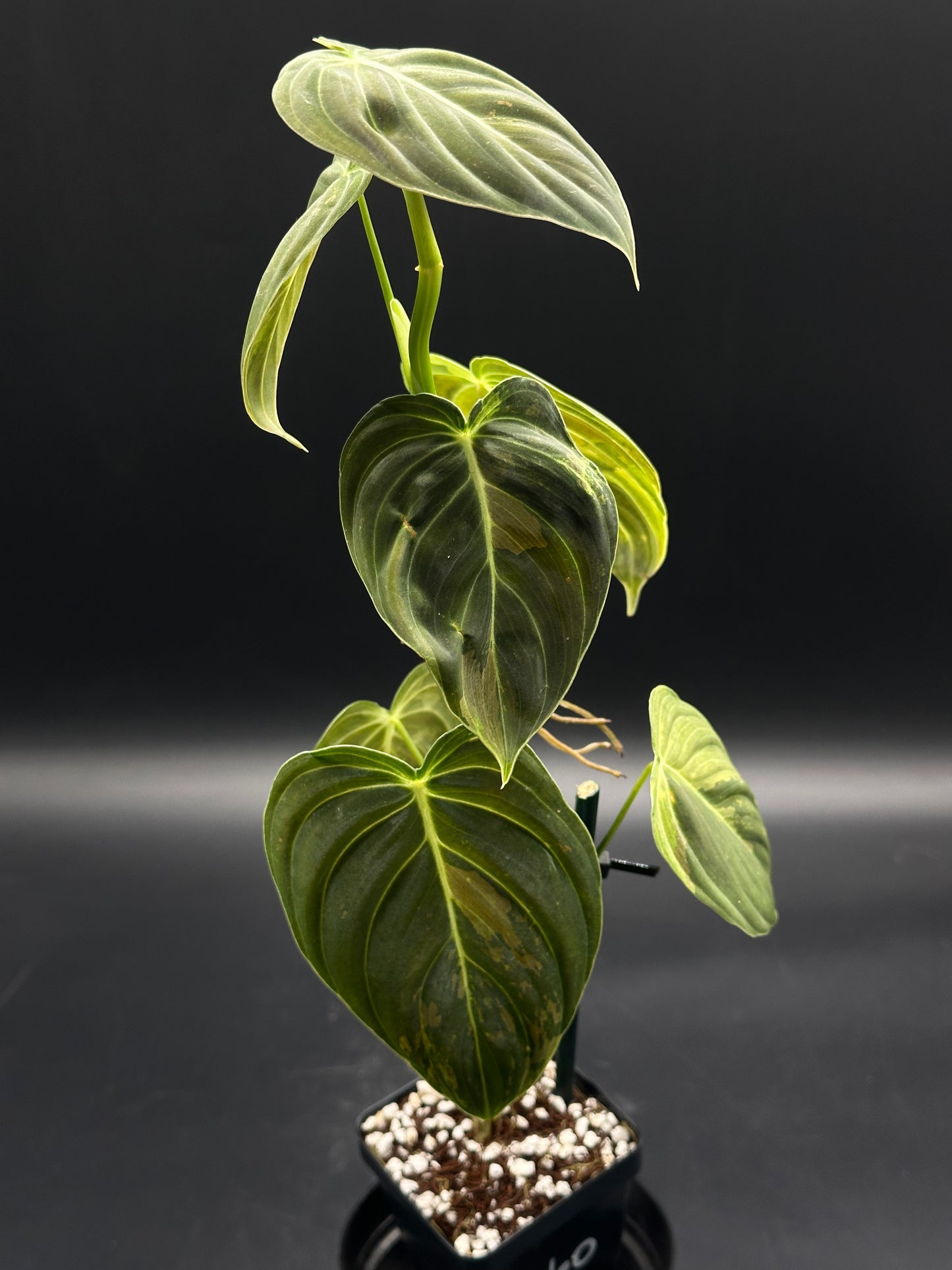 Philodendron Melanochrysum Variegated in a 2.25-inch pot, featuring velvety, heart-shaped leaves with light veins, supported by a stake in loose, well-draining soil.