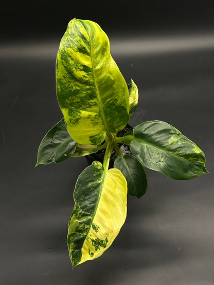 Philodendron mayoi (130W133) in a pot, showcasing variegated leaves with distinctive chartreuse yellow along the midrib and darker green edges, perfect for exotic plant collectors.