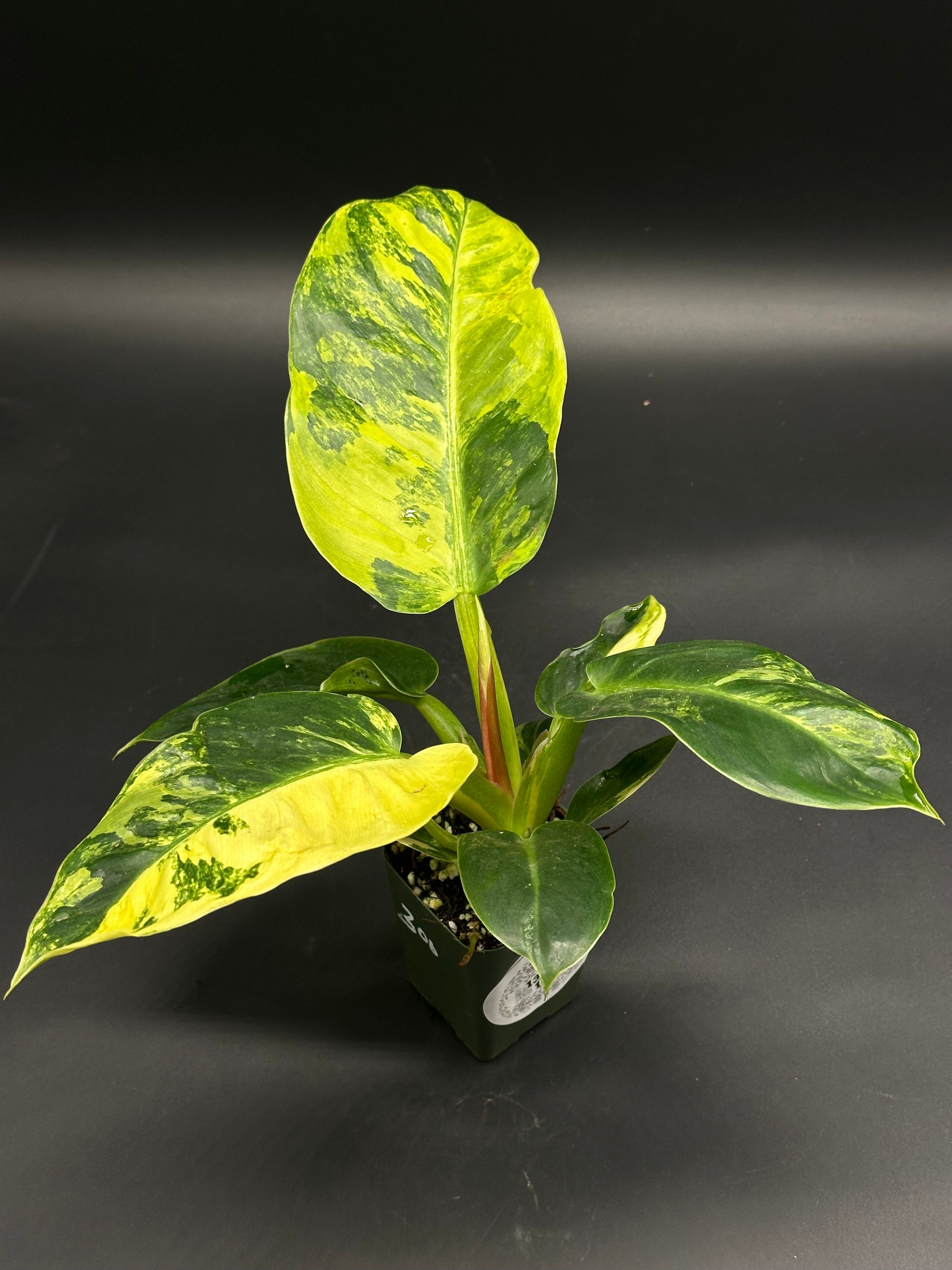 Philodendron mayoi (130W133) with glossy, heart-shaped variegated leaves in bright yellow and deep green, potted in nursery mix, ideal for plant collectors.