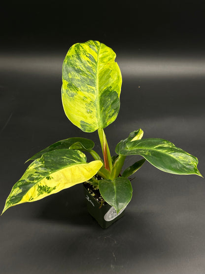 Philodendron mayoi (130W133) with glossy, heart-shaped variegated leaves in bright yellow and deep green, potted in nursery mix, ideal for plant collectors.