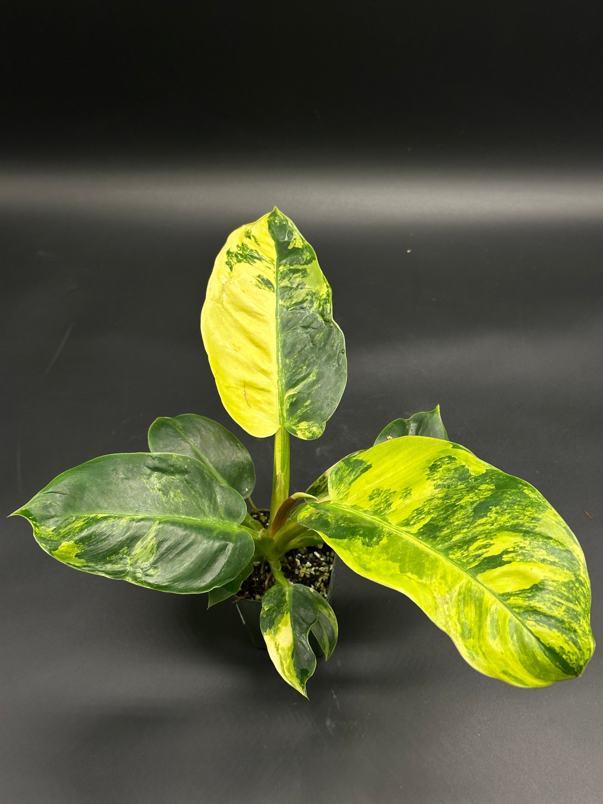 Philodendron mayoi (130W133) in a nursery pot, showcasing large glossy leaves with variegated chartreuse and dark green marbling. Featured at Next World Exotics.