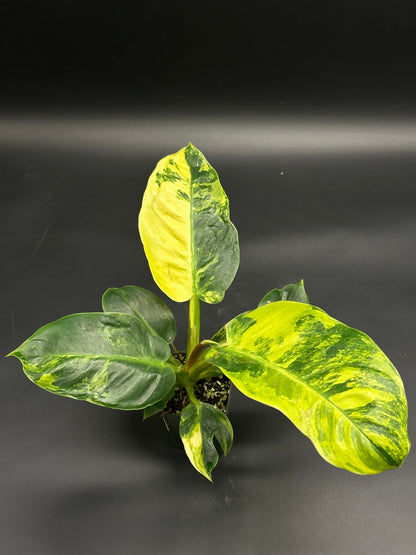 Philodendron mayoi (130W133) in a nursery pot, showcasing large glossy leaves with variegated chartreuse and dark green marbling. Featured at Next World Exotics.