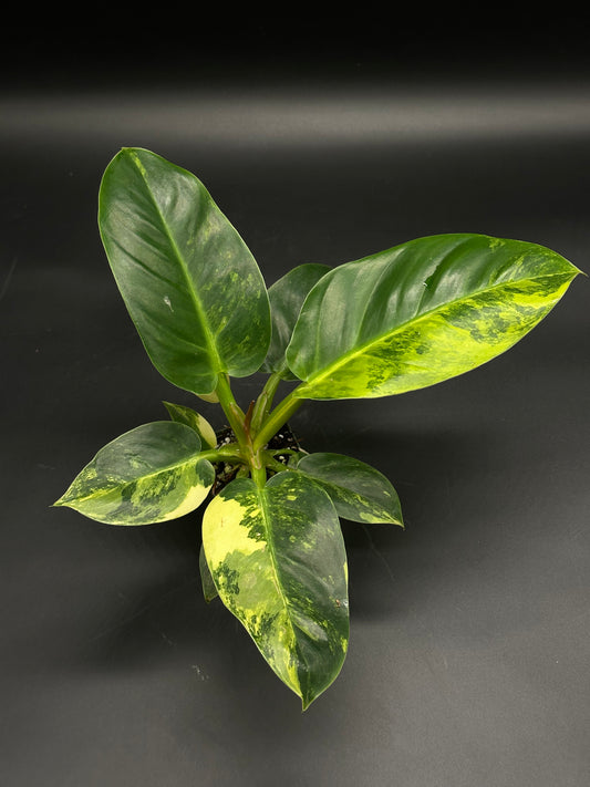 Philodendron melinonii Variegated featuring glossy, heart-shaped leaves with lime, cream, and bright yellow variegation, perfect for exotic indoor plant collections.