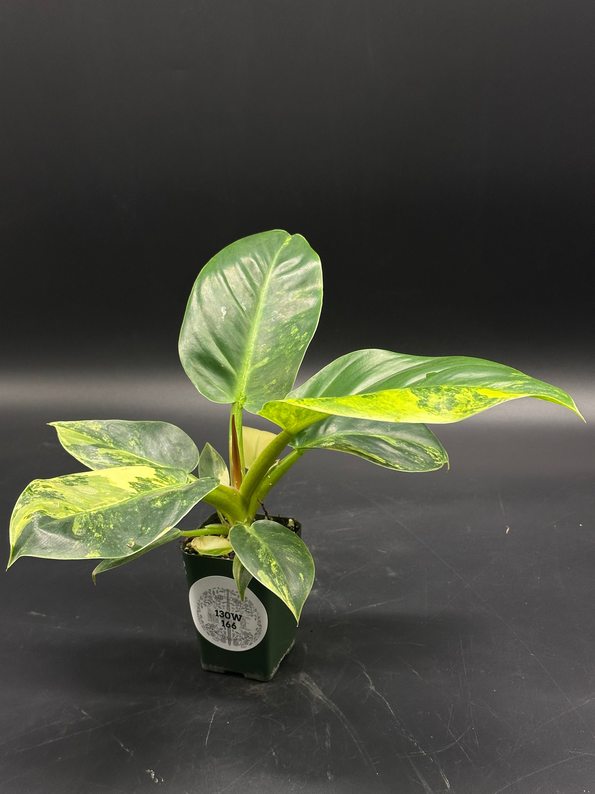 Philodendron melinonii Variegated (130W166)