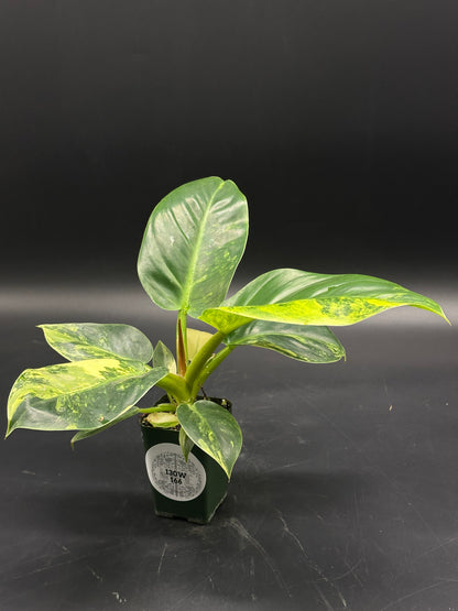 Philodendron melinonii Variegated in a green pot features broad, glossy leaves with lime, cream, and yellow marbling, ideal for exotic houseplant enthusiasts.