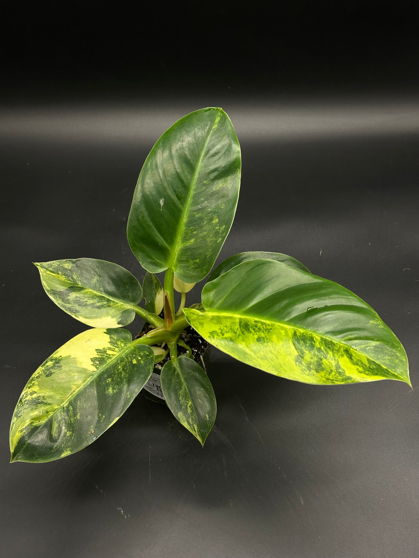 Philodendron melinonii Variegated with broad, glossy leaves featuring lime, cream, and yellow airbrushed variegation, displayed in a small pot against a dark background.