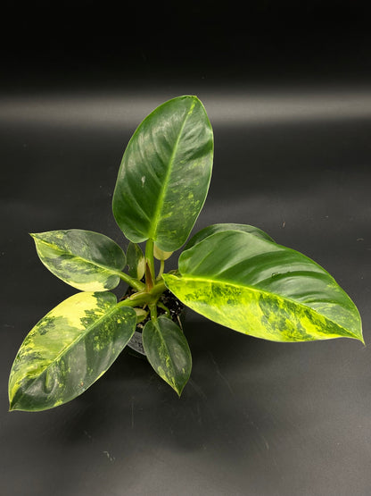 Philodendron melinonii Variegated with broad, glossy leaves featuring lime, cream, and yellow airbrushed variegation, displayed in a small pot against a dark background.