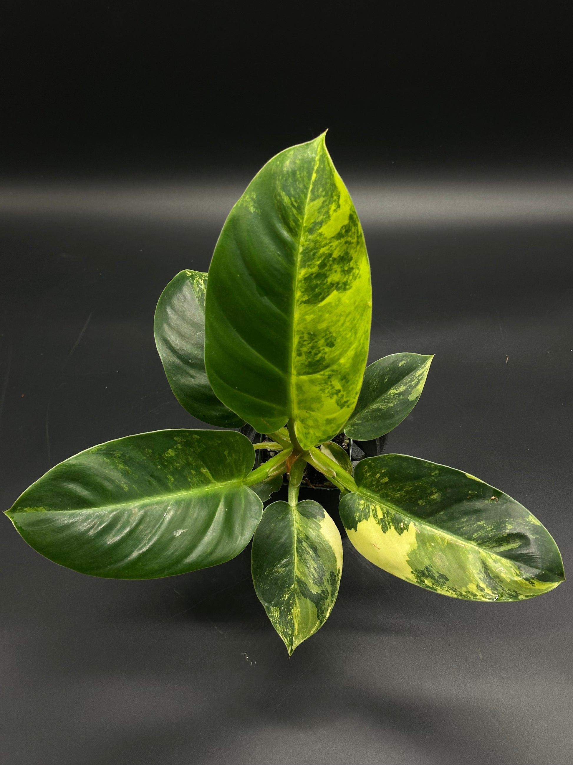Philodendron melinonii Variegated (130W166) with glossy, oval leaves marbled in lime, cream, and yellow, displayed against a dark background.
