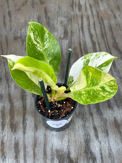 Philodendron 'Moonlight' in a 4-inch pot, showcasing striking variegated leaves, ideal for indoor plant enthusiasts.