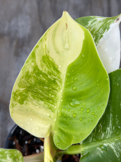 Close-up of Philodendron 'Moonlight' leaf variegation in a 4-inch pot, showcasing its unique patterns, offered by Next World Exotics.