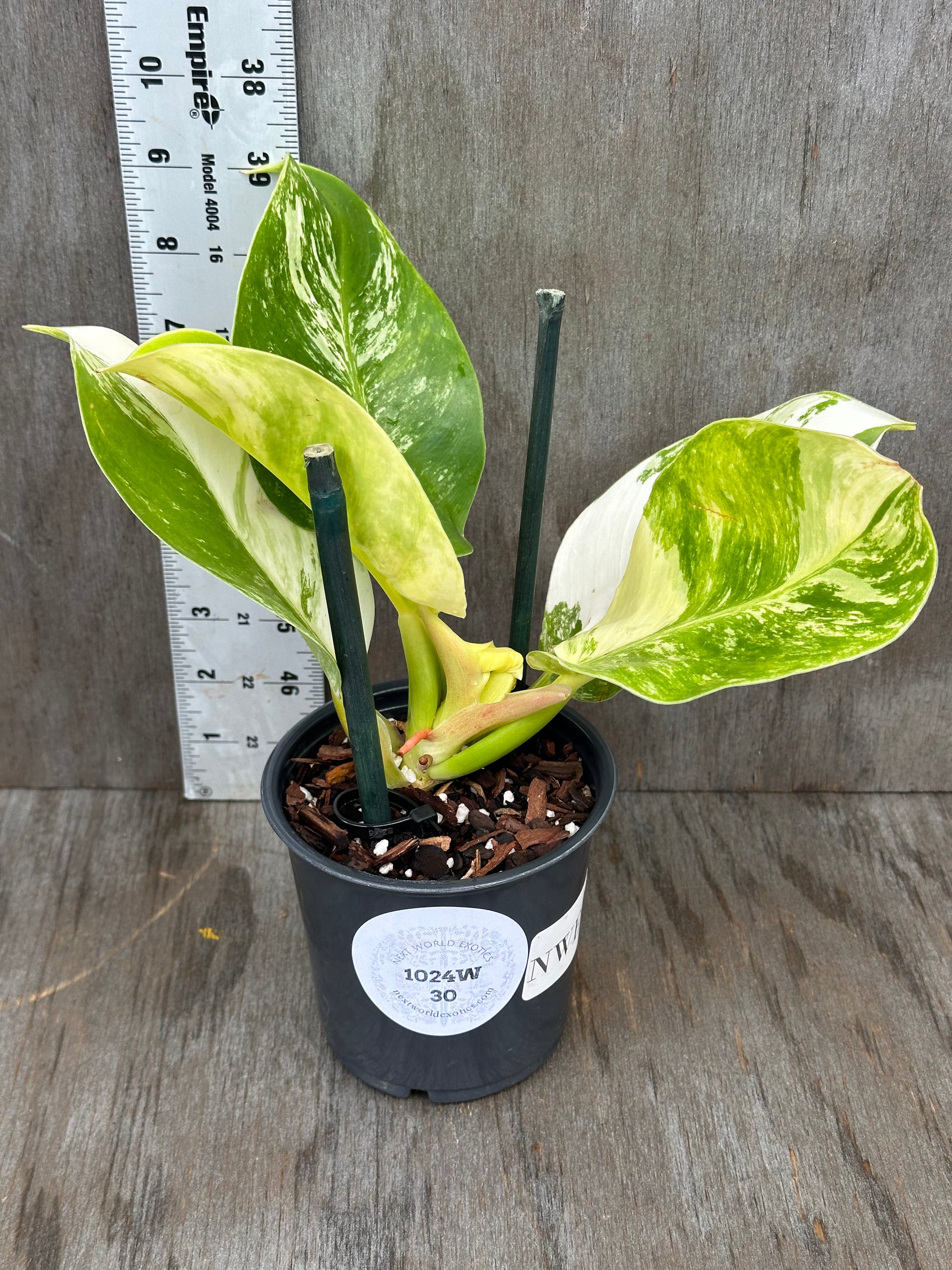 Philodendron 'Moonlight' in a 4-inch pot, showcasing its distinctive variegated leaves. A standout in our rare variegated tropical houseplant collection.