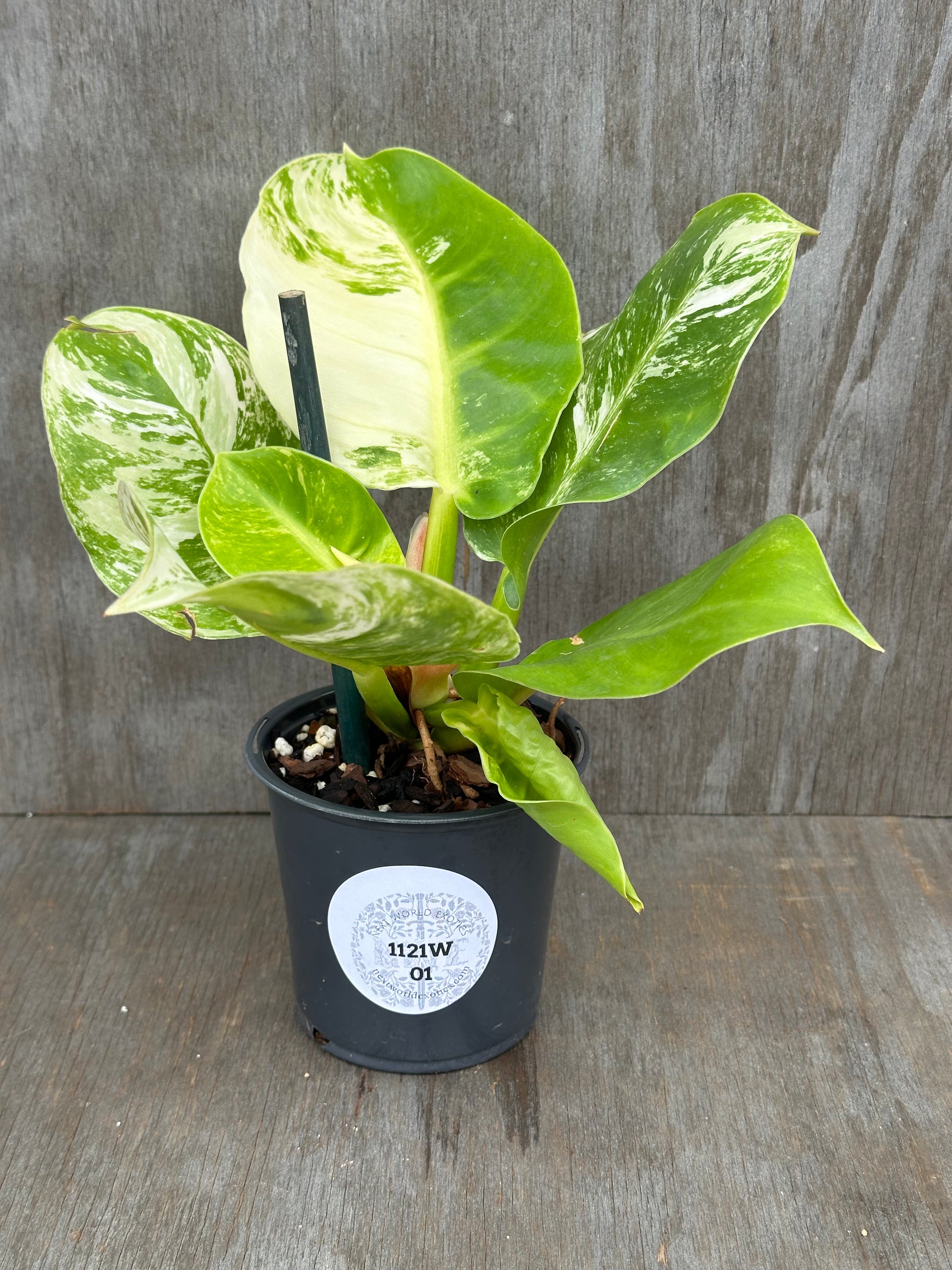 Philodendron 'Moonlight' in a 4-inch pot, showcasing stunning variegated leaves, ideal for exotic houseplant collectors.