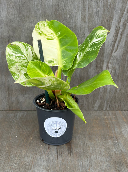 Philodendron 'Moonlight' in a 4-inch pot, showcasing stunning variegated leaves, ideal for exotic houseplant collectors.