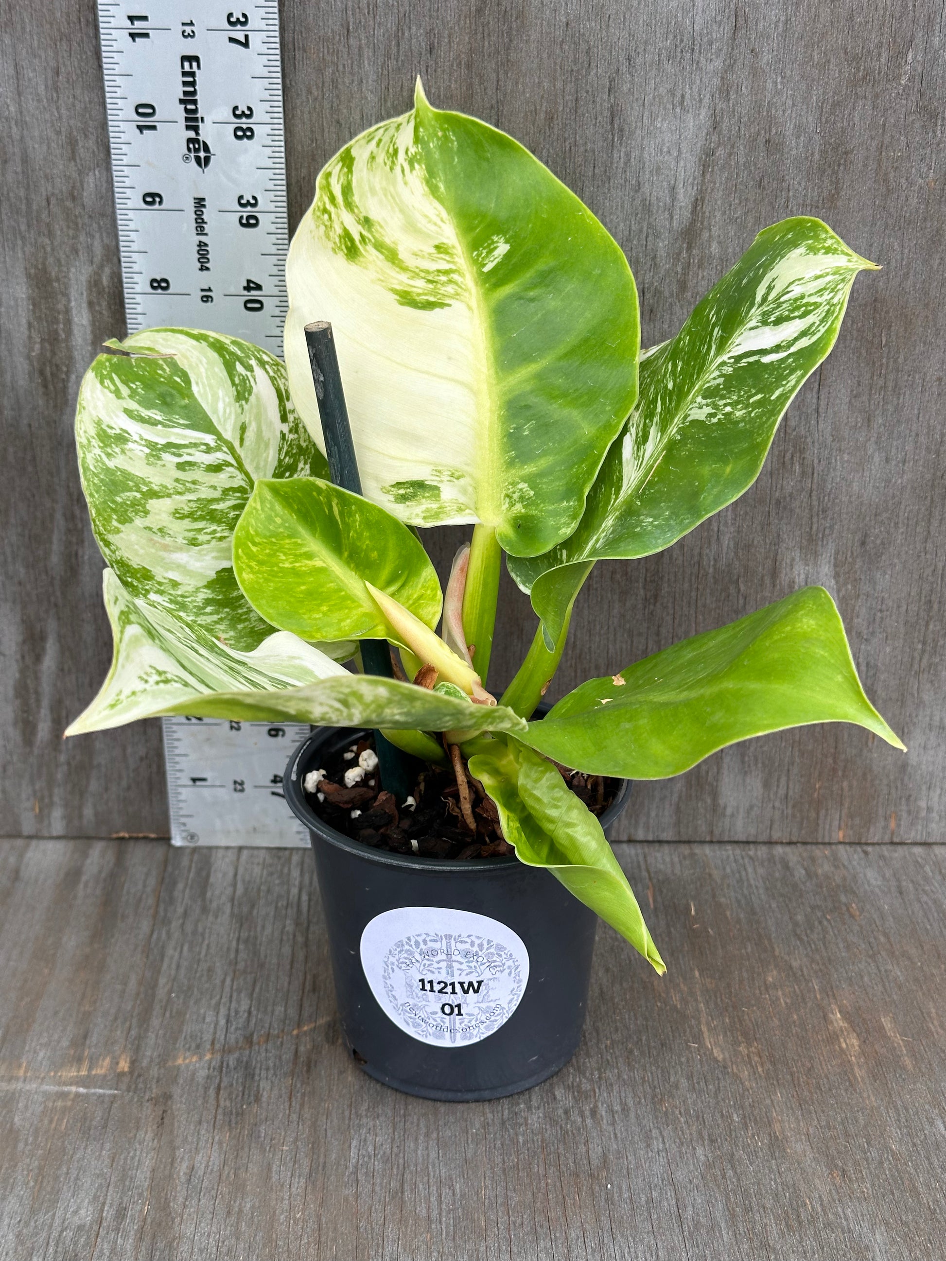 Philodendron 'Moonlight' in a 4-inch pot, showcasing its vibrant variegated leaves, perfect for exotic houseplant collections from Next World Exotics.