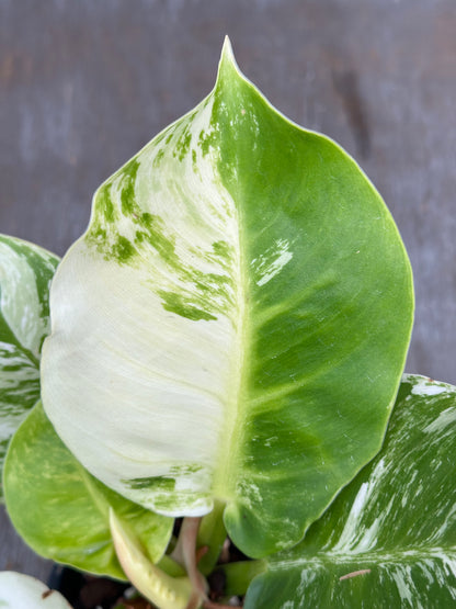 Philodendron 'Moonlight' with striking variegation, showcasing close-up details of its lush, textured leaves in a 4-inch pot from Next World Exotics.