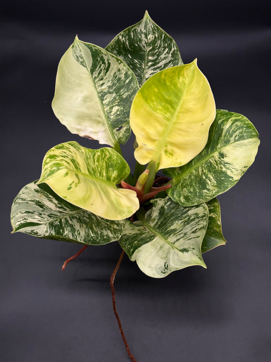 Philodendron 'Moonlight' in 4-inch pot, showcasing bright variegated leaves and brown stems, ideal for exotic houseplant collections.