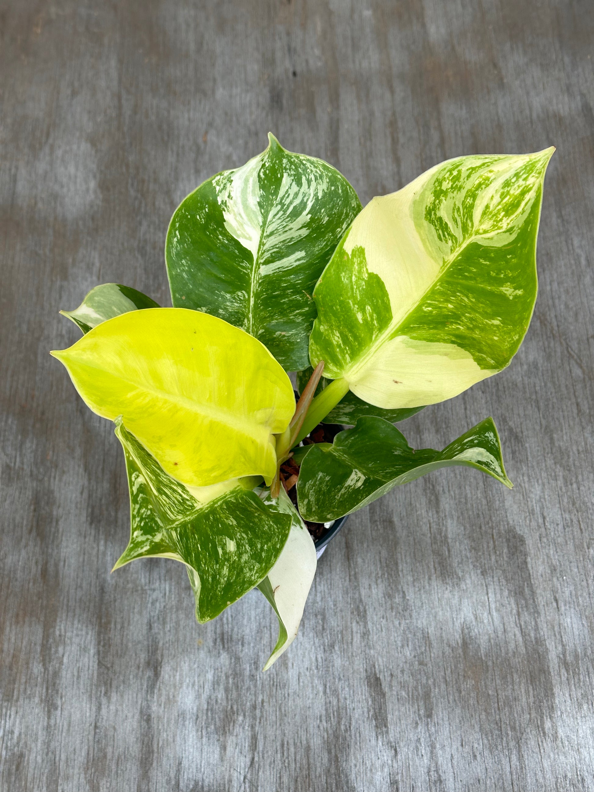 Philodendron 'Moonlight' with variegated green and white leaves in a 4-inch pot. Perfect for collectors of exotic houseplants.