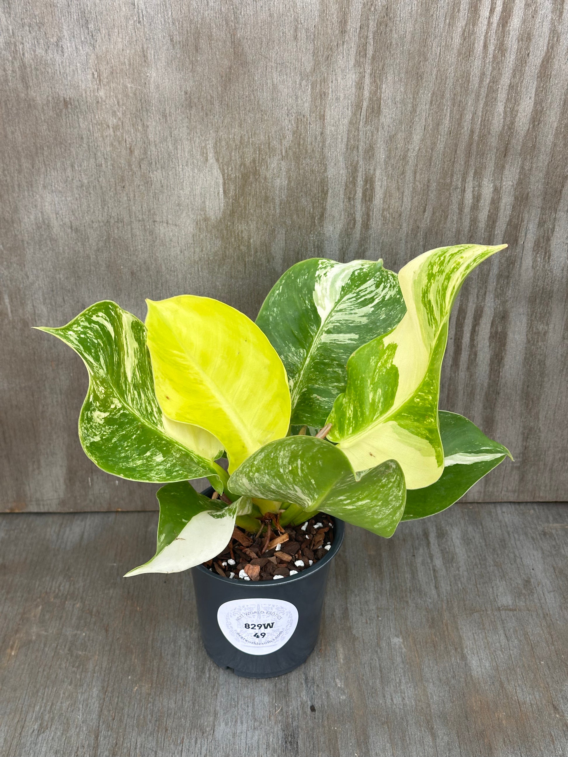 Philodendron 'Moonlight' in a 4-inch pot, showcasing its beautiful variegated green leaves with a label on the pot.