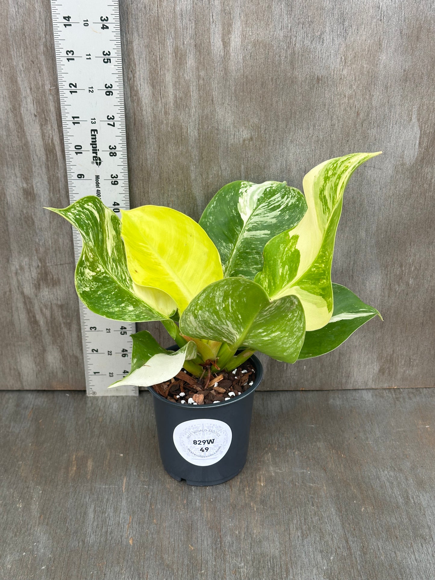 Philodendron 'Moonlight' in a 4-inch pot with visible variegation and a white label, offered by Next World Exotics.