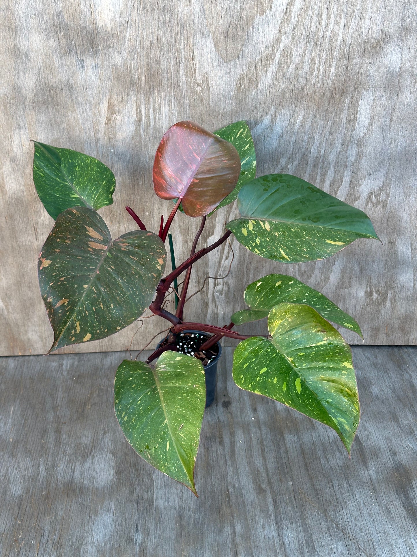 Philodendron 'Orange Princess' in a 4-inch pot, showcasing its distinctive variegated leaves. A rare tropical houseplant from Next World Exotics.