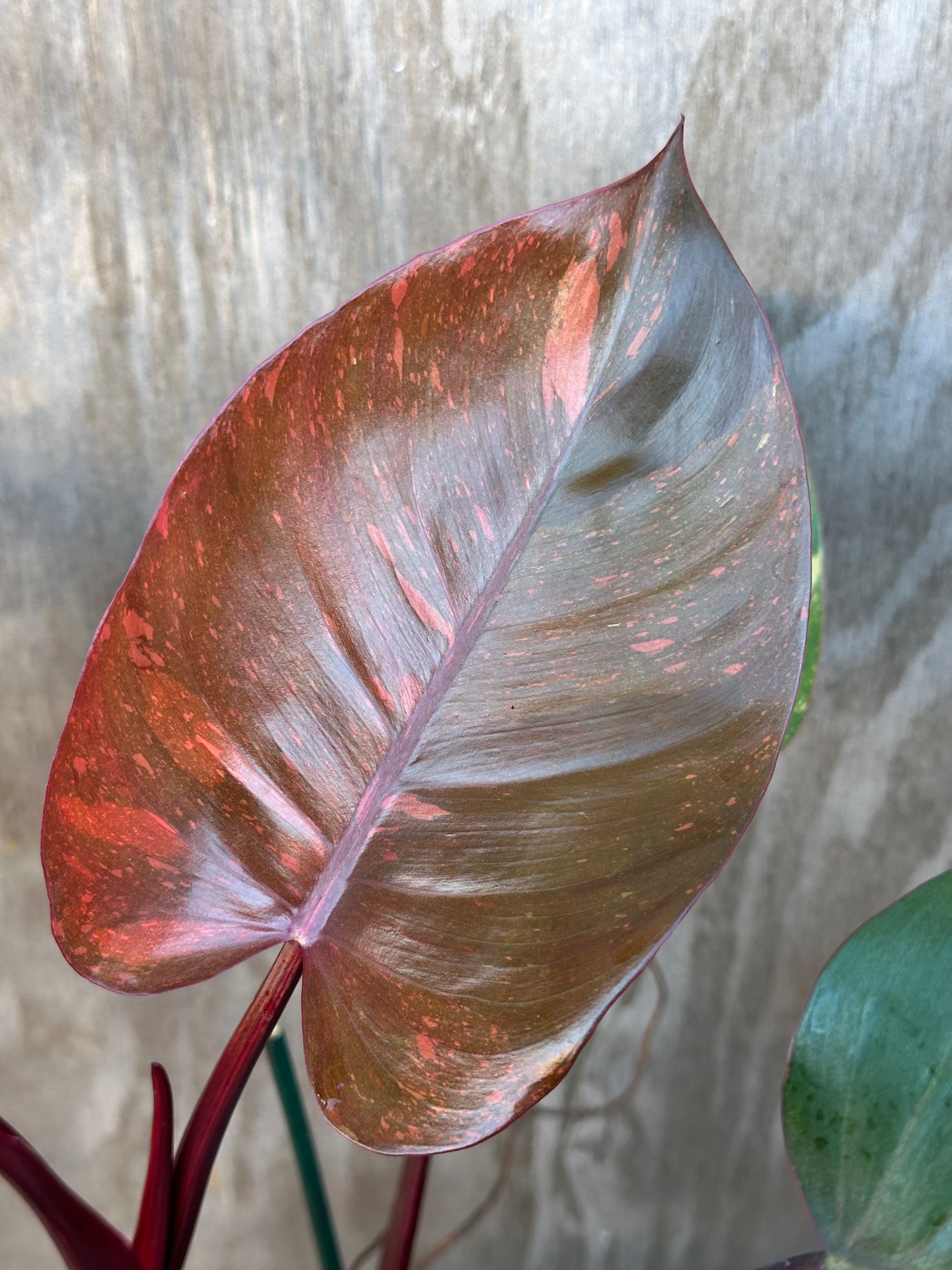 Philodendron 'Orange Princess' (114W01) close-up, showcasing its unique leaf variegation, in a 4-inch pot. Exotic houseplant from Next World Exotics.